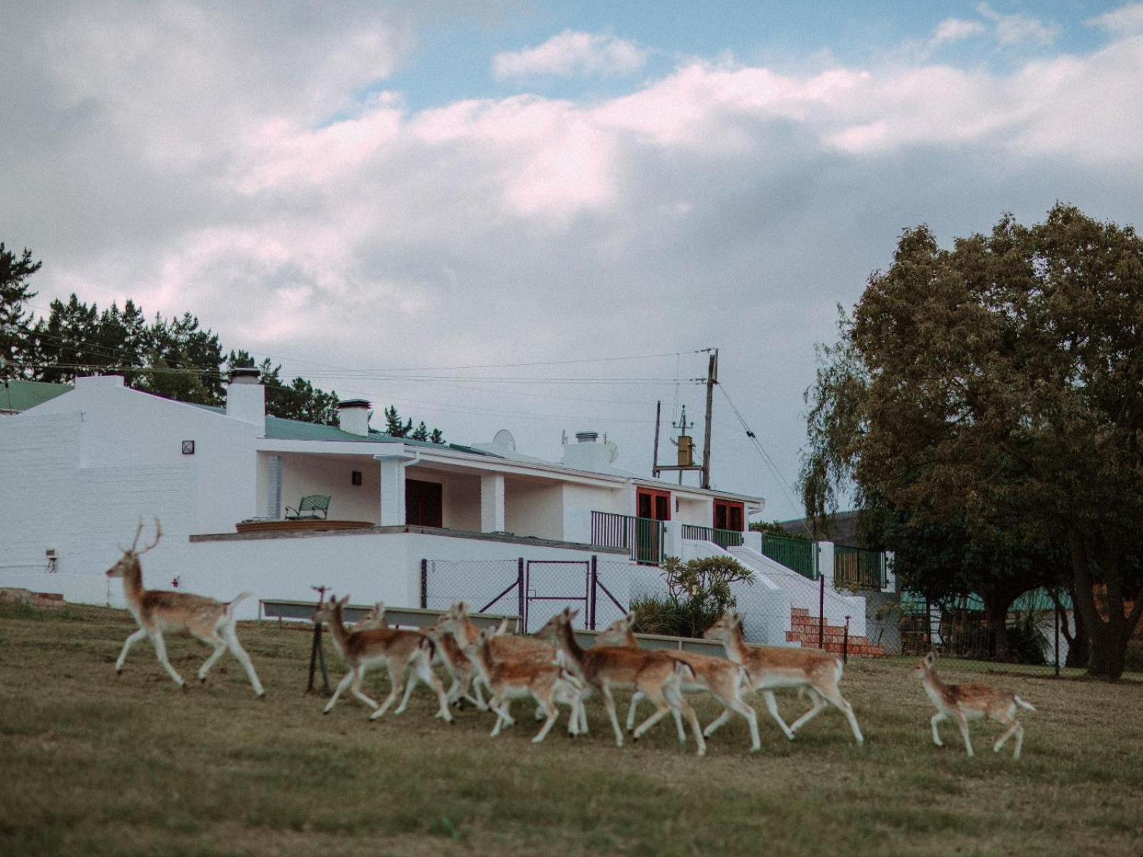 Ou Meul Farm Cottage Botrivier Pokój zdjęcie